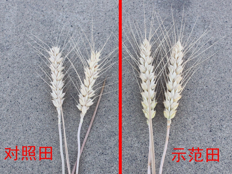 1657868972155220.jpg 3_副本.jpg